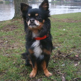 spicky is doodgereden in 2006