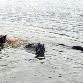 Onze twee tervuereners en labrador lekker aan het zwemmen! =)