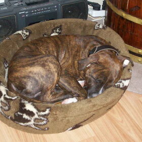 Brunu met 13 weken weer in de kattenmand, gossie wat is hij al…