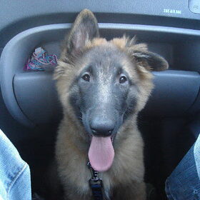Nelis in de auto (3 maanden)