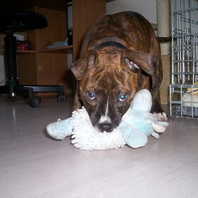 rondrennen met zijn schaap 2-4-2010