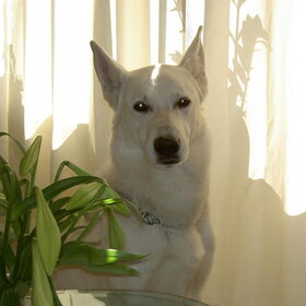 Wereld hond,is er niet meer.