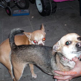 dekking bambi en diesel 6 april 2010