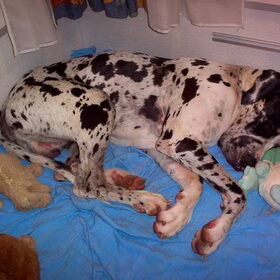 Dudley had zijn eigen bed in de caravan.