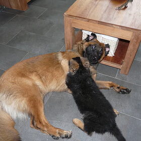 Benji (9 weken) spelen met Ringo (9 maanden)