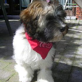 Hondenfoto van Linsey