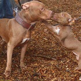 spikey met dochter op de pitbull show