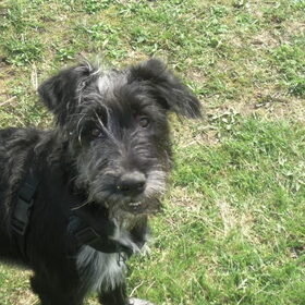 Dit is Rox, X Bouvier uit Spanje, een kanjer!!!