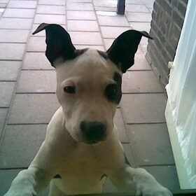 Dit is lady onze kruising pit-stafford, een meisje van nu 9…