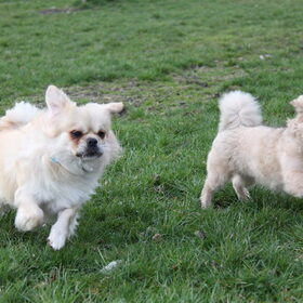 wegwezen!!!!! Dary links Vajco rechts