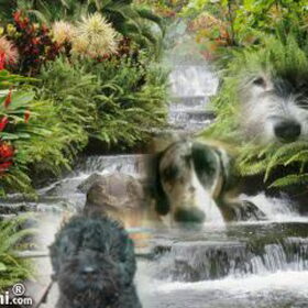 Indy Donja en Diego