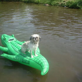 Tracey op het hondenstrand in Almere.