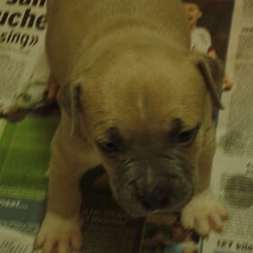 Is dit kleine Juno?