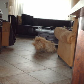 Hondenfoto van liesbeth,Turbo,Luna, Levi en Faith