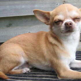 diesel , lekker aan het chillen na het dekken