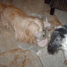 Hondenfoto van liesbeth,Turbo,Luna, Levi en Faith