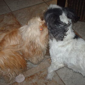Hondenfoto van liesbeth,Turbo,Luna, Levi en Faith