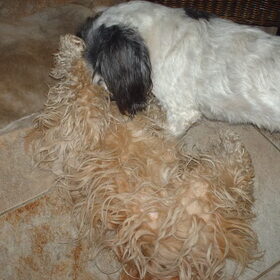 Hondenfoto van liesbeth,Turbo,Luna, Levi en Faith