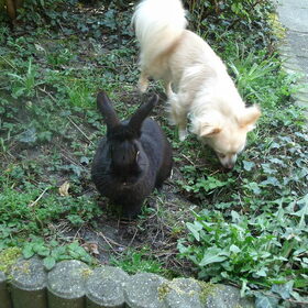 Samen met shadow.