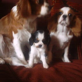 mijn drie lieve schatten fleur snoopy en chanelle