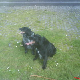 hier heeft kona flink gespeeld samen met paddy