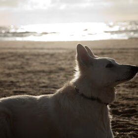 Hondenfoto van Hetty & Skipper