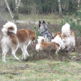 Hondenfoto van Shamilla & Zena
