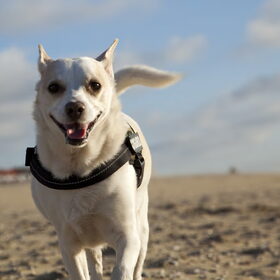 Hondenfoto van Hetty & Skipper