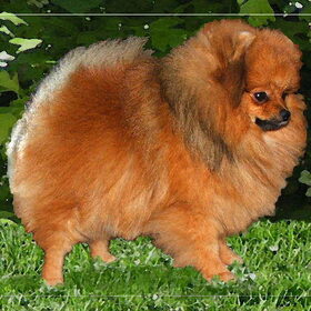 lux/belg/neder/intern/vh precios petit poms