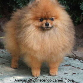 am/can ch chriscendo career move ons hondje uit canada die ook…