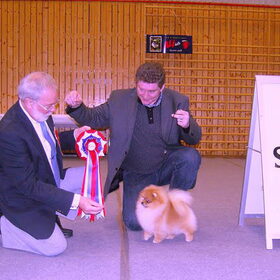 best in show foto van ambasador petit poms
