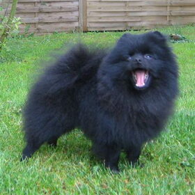 duitskampioen black thunder petit poms eigenaar picobello kennel