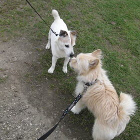 Ontmoeting met een Duits hondje