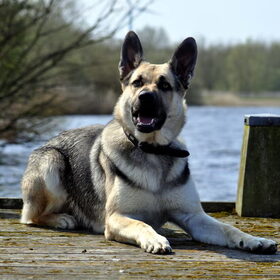 Hondenfoto van Sharon & Bink