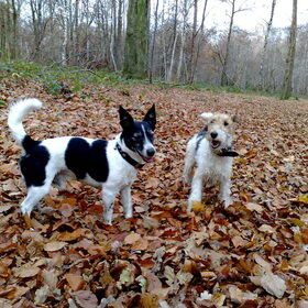 samen heerlijk ravotten in het bos....