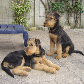 2 lieve pups