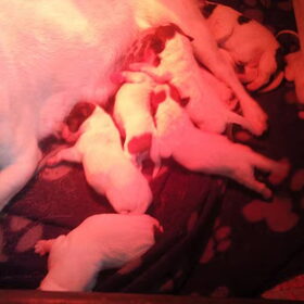 de pups