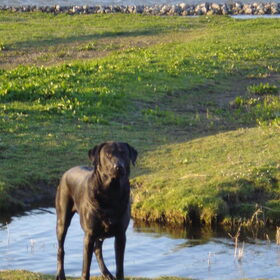 Hondenfoto van Erika & Faya  ?BRL?