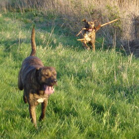 Hondenfoto van Erika & Faya  ?BRL?
