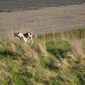 Hondenfoto van Erika & Faya  ?BRL?