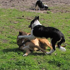 Stoeien met Maggie.