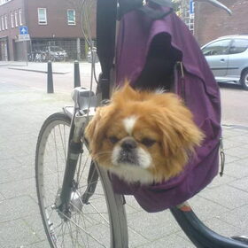 hahah gizmo in de tas. zielig gezicht
