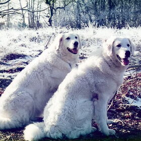 Chiran en Yoshka In de bos S'winters Ze zijn moeder en dochter.