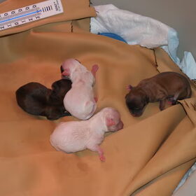 de puppies net een uurtje oud....4 teefjes 2 witte (eentje heeft…