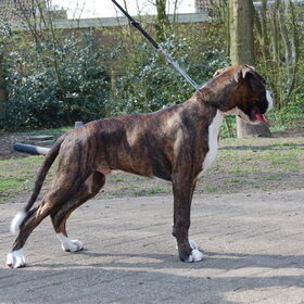 Darco (di-rect v.d. Westermar) 17 weken