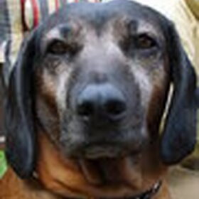 Nora is een heel speciaal hondje, ze begrijpt me zonder woorden…