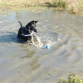 Balletje maar mee het water in!:D