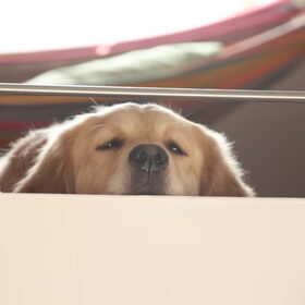 Jaa, Bobbie durft de steile trap naar de vide op en kijkt boven…
