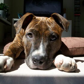 Onze mooie lieve Bruno in de zon 14-4-2010