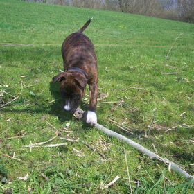 kauwen aan een grote tak 14-4-2010